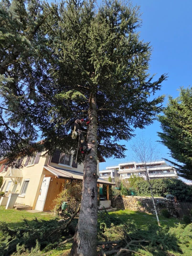 Grand conifère dans un jardin, avant intervention