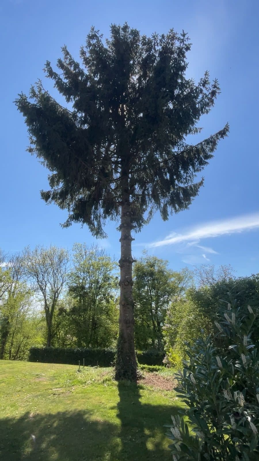 Grand arbre isolé dans un jardin, avant intervention