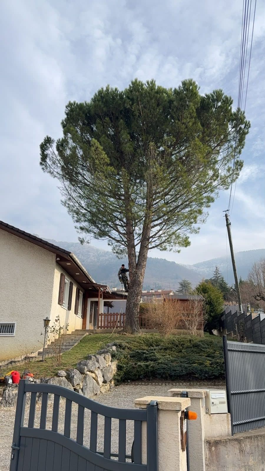 Grand pin devant une maison, avant son démontage