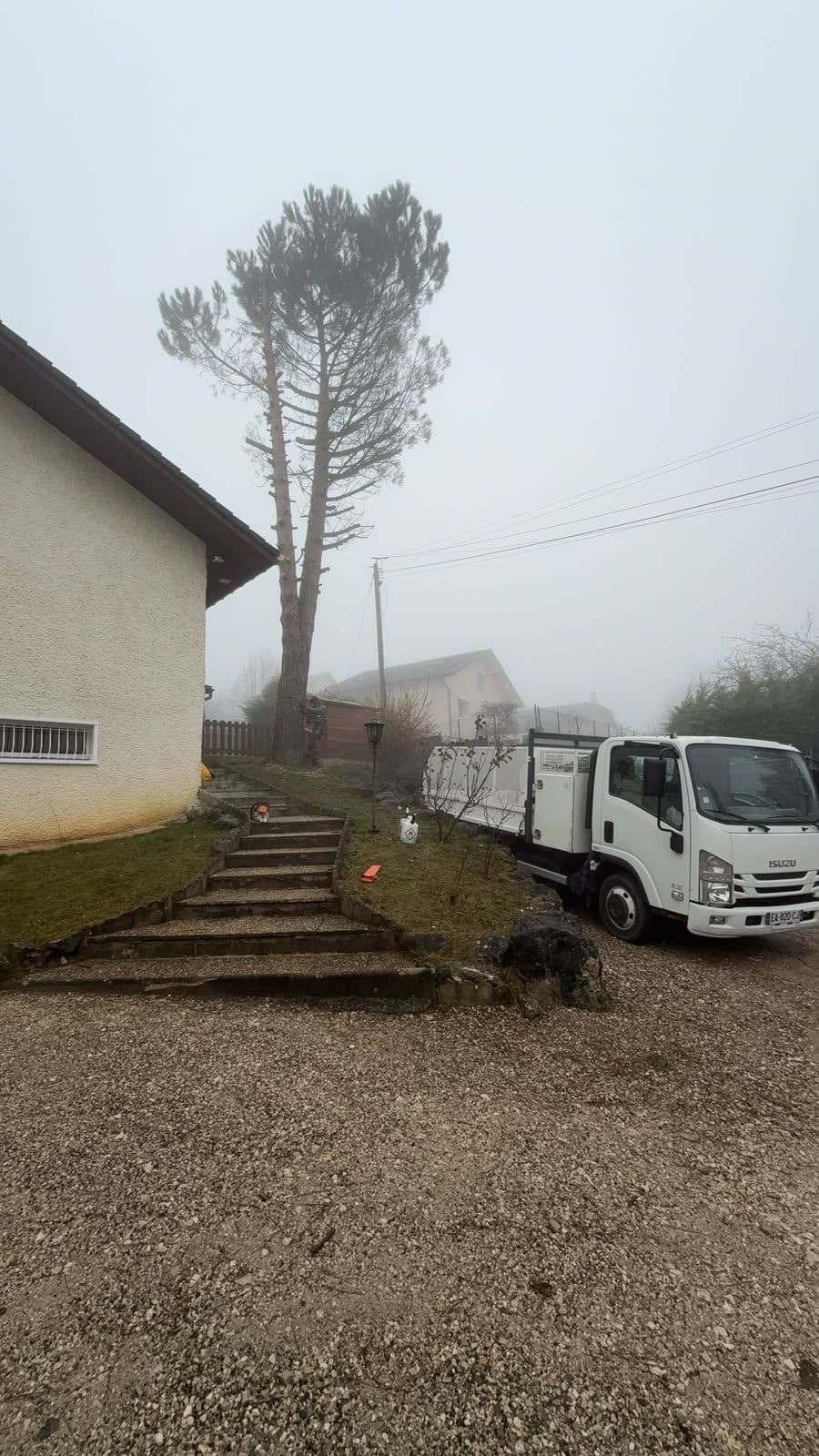 Pin en cours d'élagage, camion de chantier sur place
