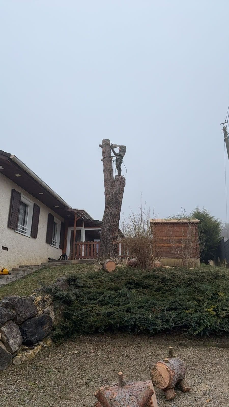 Dernier tronçon du pin, tronçons déjà au sol