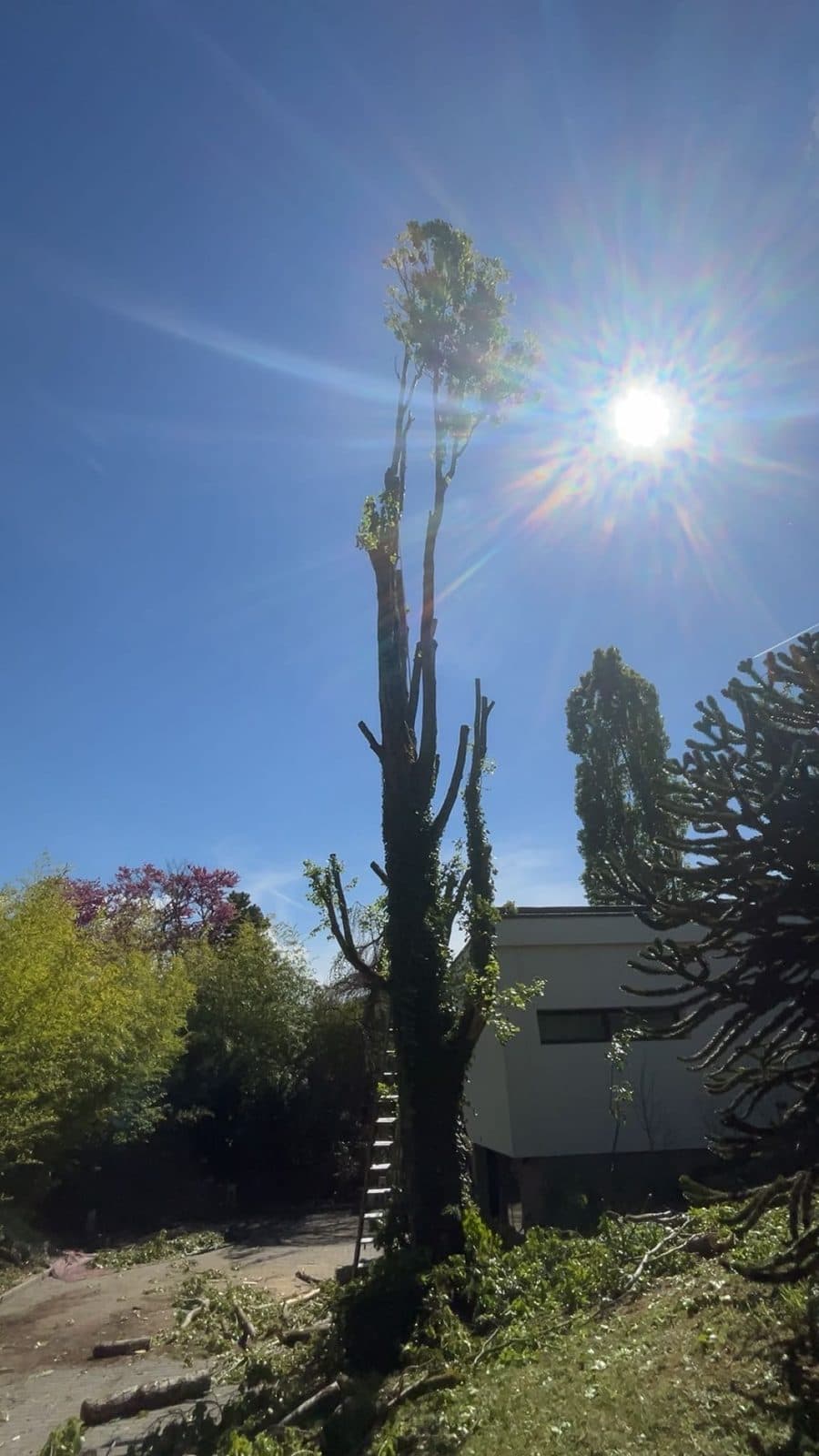 Le même arbre après l'élagage, houppier allégé