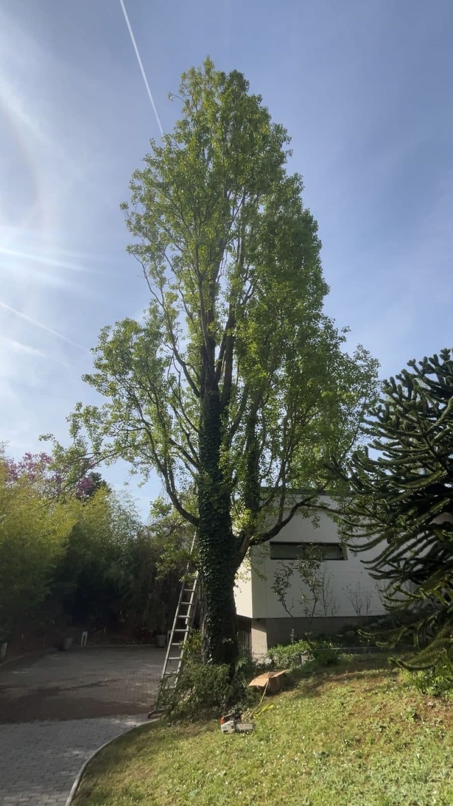 Arbre au houppier fourni, avant l'élagage
