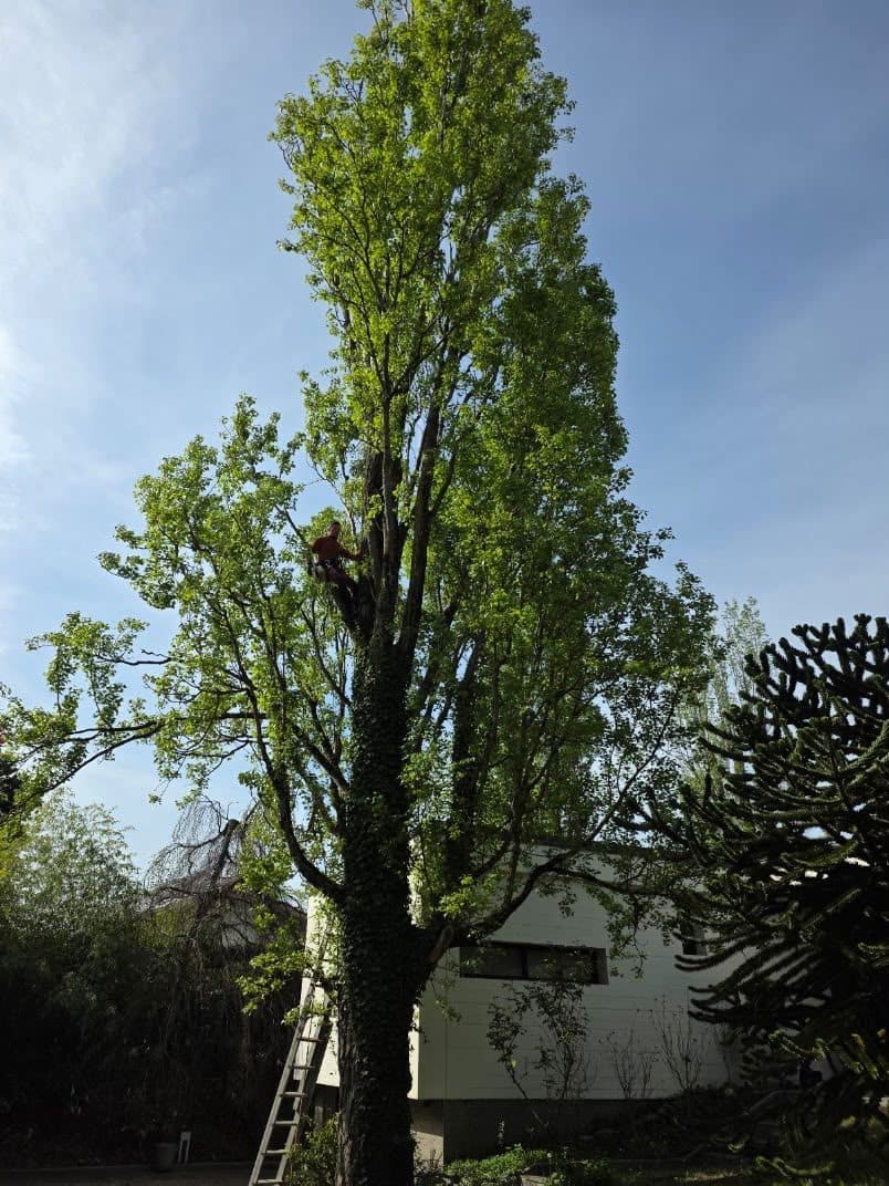 Élagueur dans un grand arbre, travail sur corde