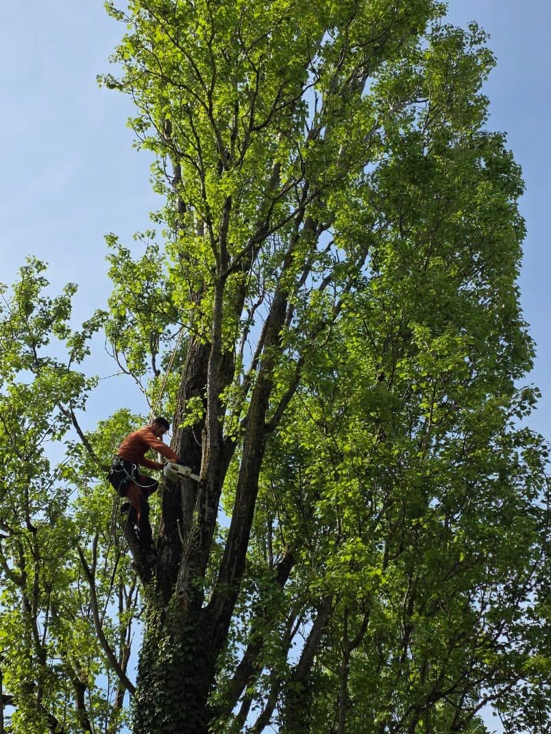 Élagueur encordé dans le houppier d'un arbre
