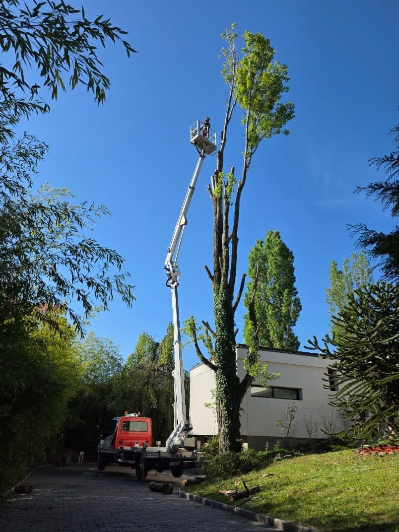 Élagage d'un arbre depuis une nacelle
