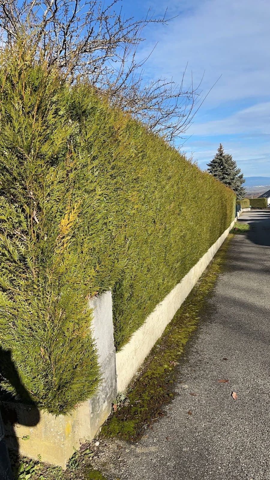 Haie taillée le long d'une rue