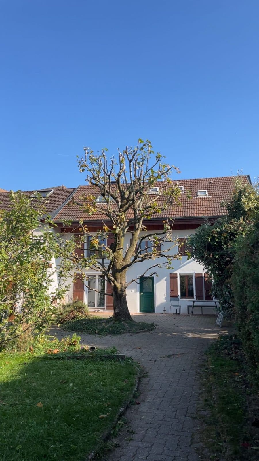 Arbre devant une maison, en cours d'intervention
