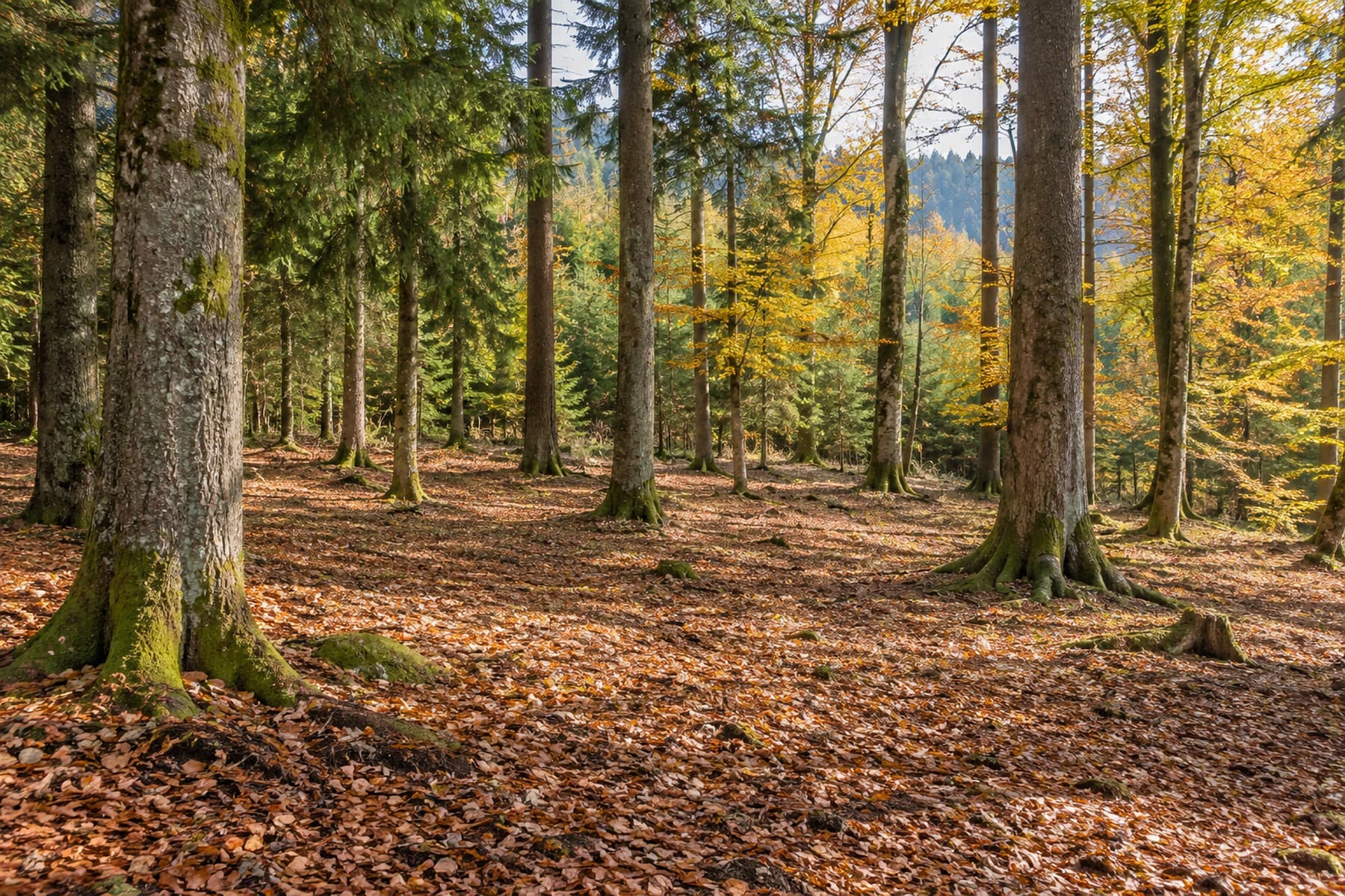 Sous-bois dégagé après débroussaillage, sol net entre les troncs
